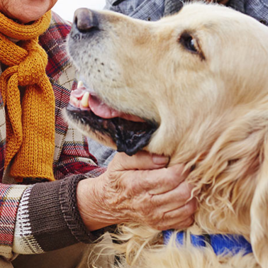 affectionate dog breeds blog image