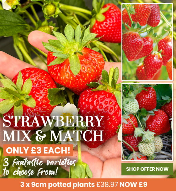 Strawberry Mix & Match
