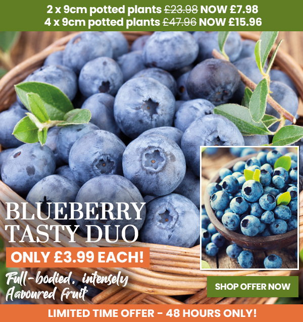 Blueberry Tasty Duo