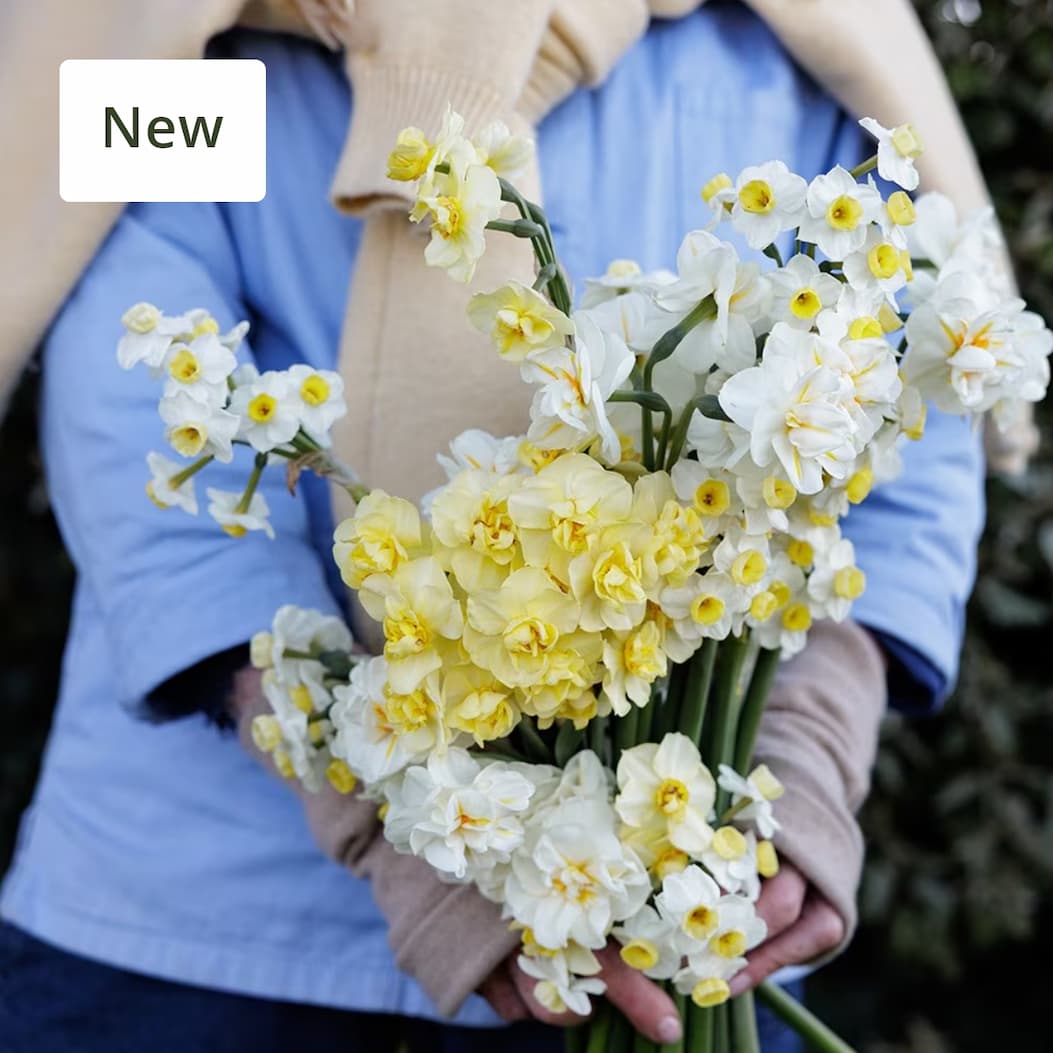 New season  Scented daffodil collection