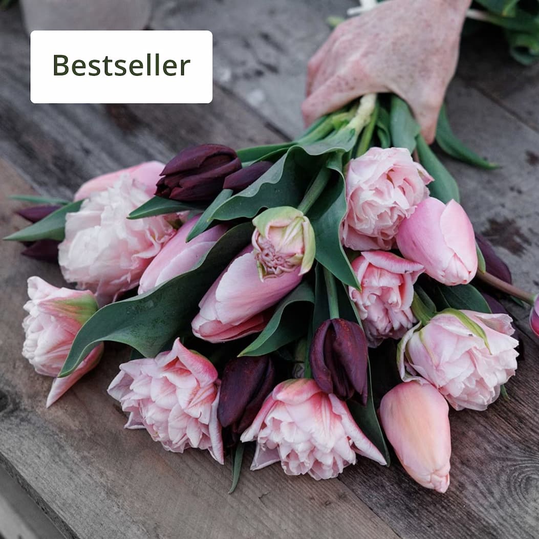 The promise of spring  The dreamer tulip collection