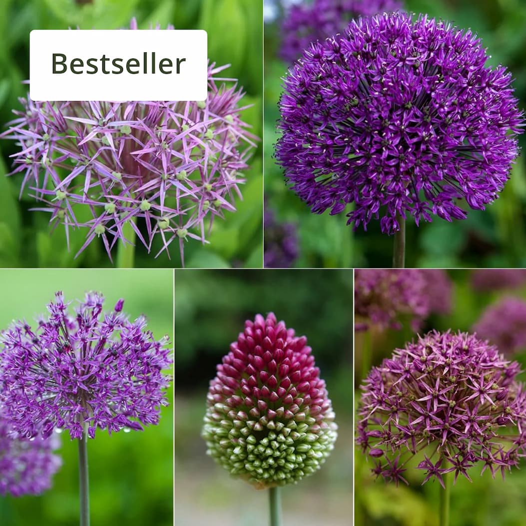 Pollinator friendly  Shades of purple - allium collection