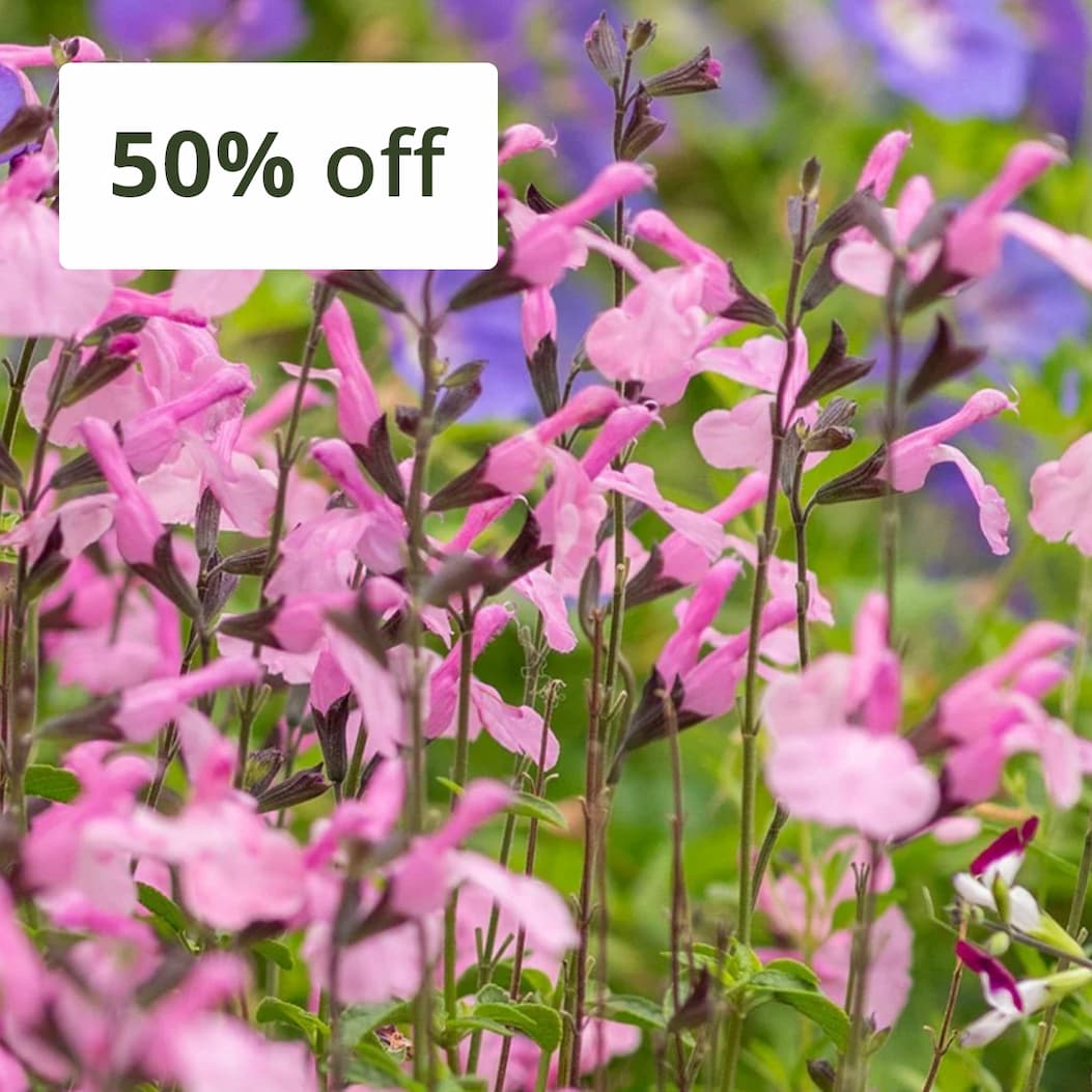 Salvia × jamensis Malabar® ‘Mighty Pink’