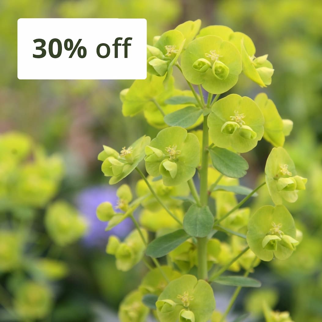 Euphorbia amygdaloides var. robbiae