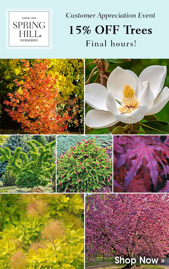 FINAL HOURS: 15% OFF Trees