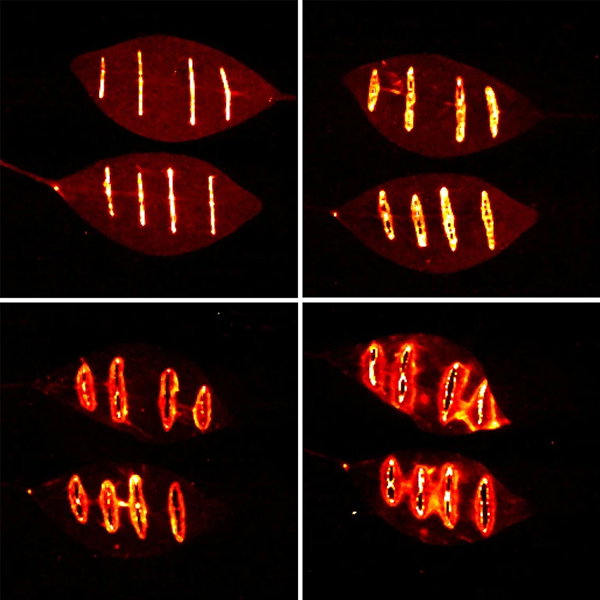 Composite image of two leaves with four cuts, showing photon emissions expanding from the cut marks on day zero to wider rings on days 1 to 3.