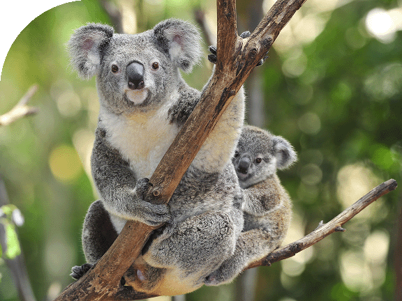 A pair of koals cling to trees in Australia.