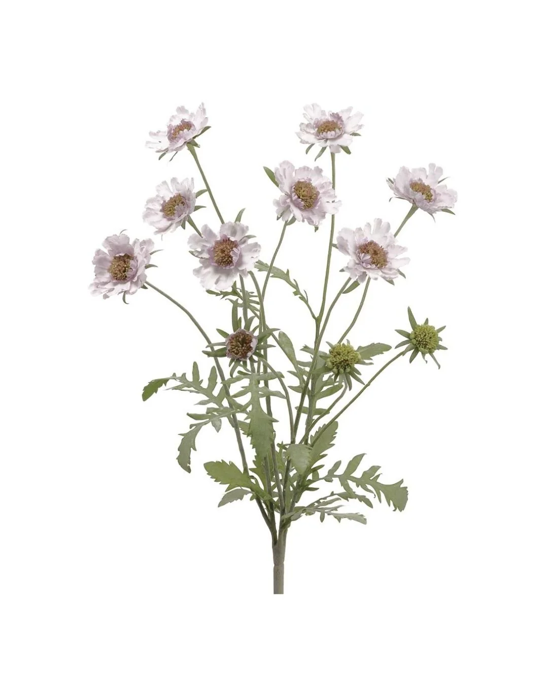 Image of Lavender Meadow Stem