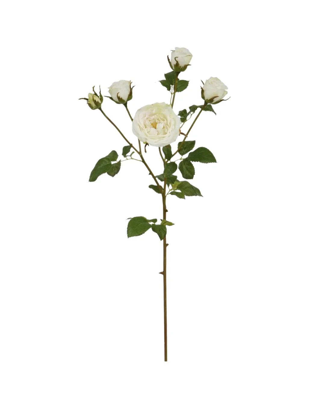 Image of English Rose Stem
