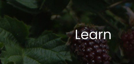 Learn