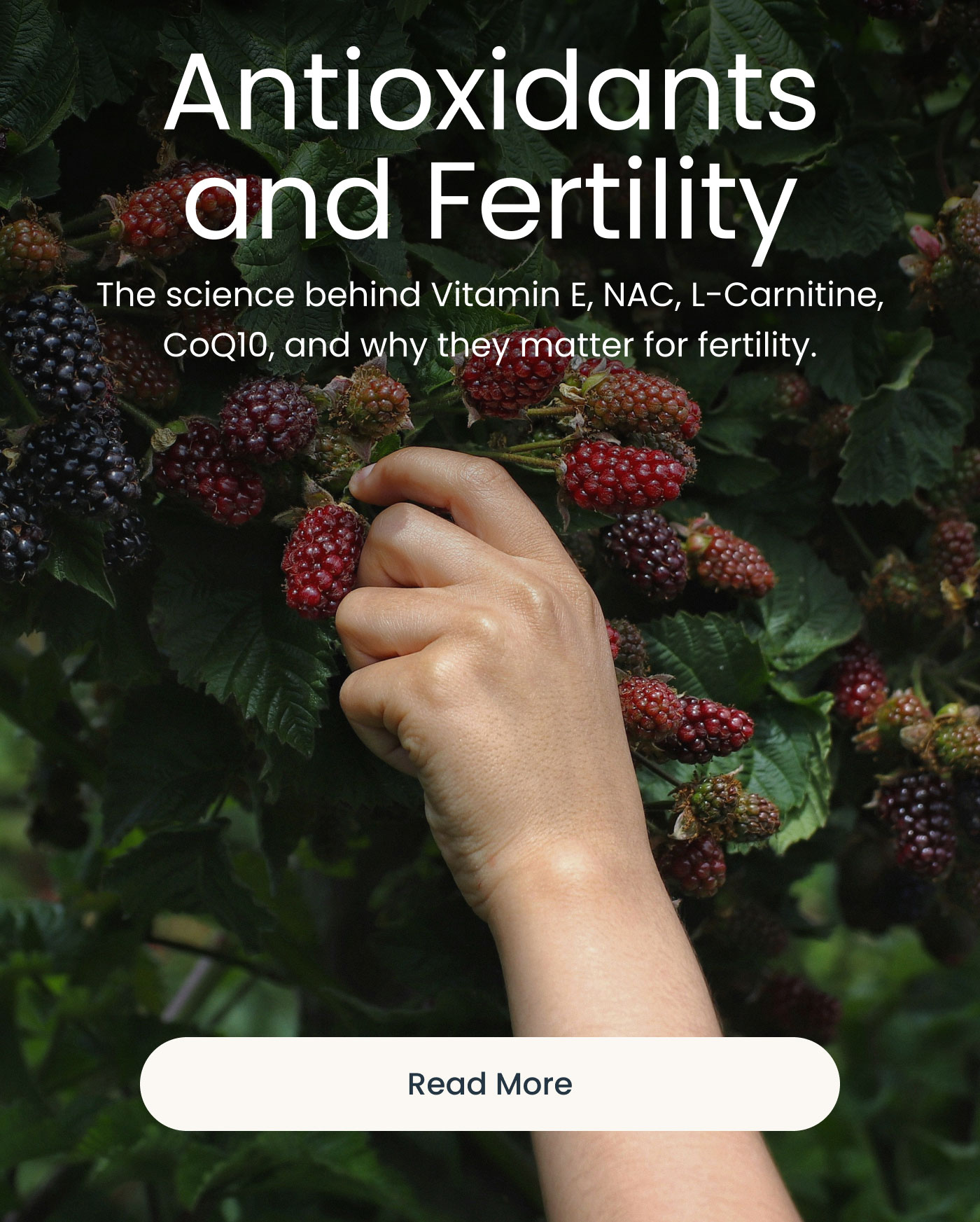Antioxidants and Fertility  The science behind Vitamin E, NAC, L-Carnitine, CoQ10, and why they matter for fertility.  Read More