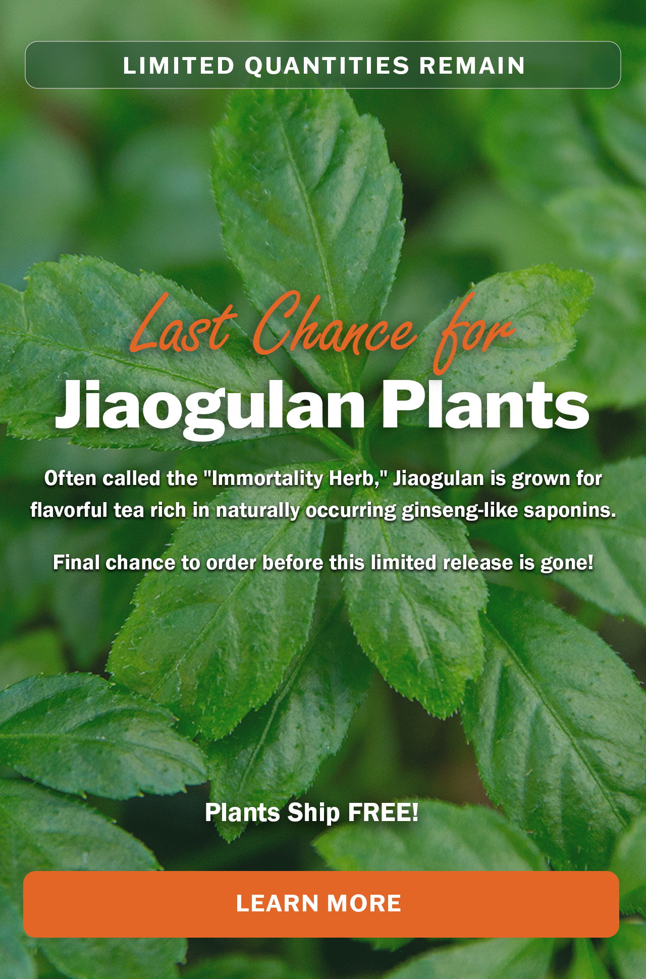 Order Jiaogulan Plants