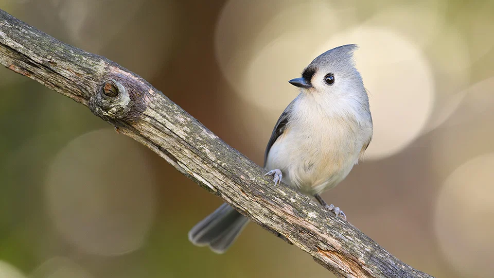 Building a Backyard Bird Photography Studio