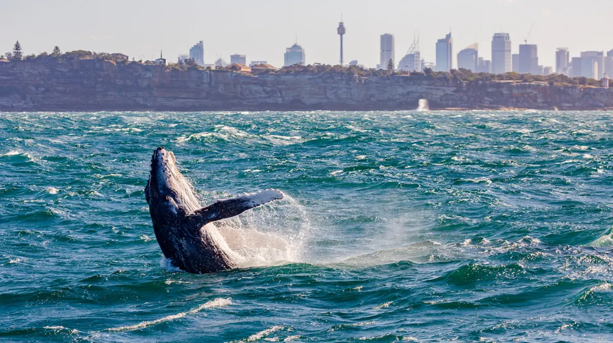 Sydney Half-Day Whale Watching Harbour Cruise 