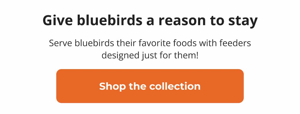 Give bluebirds a reason to stay