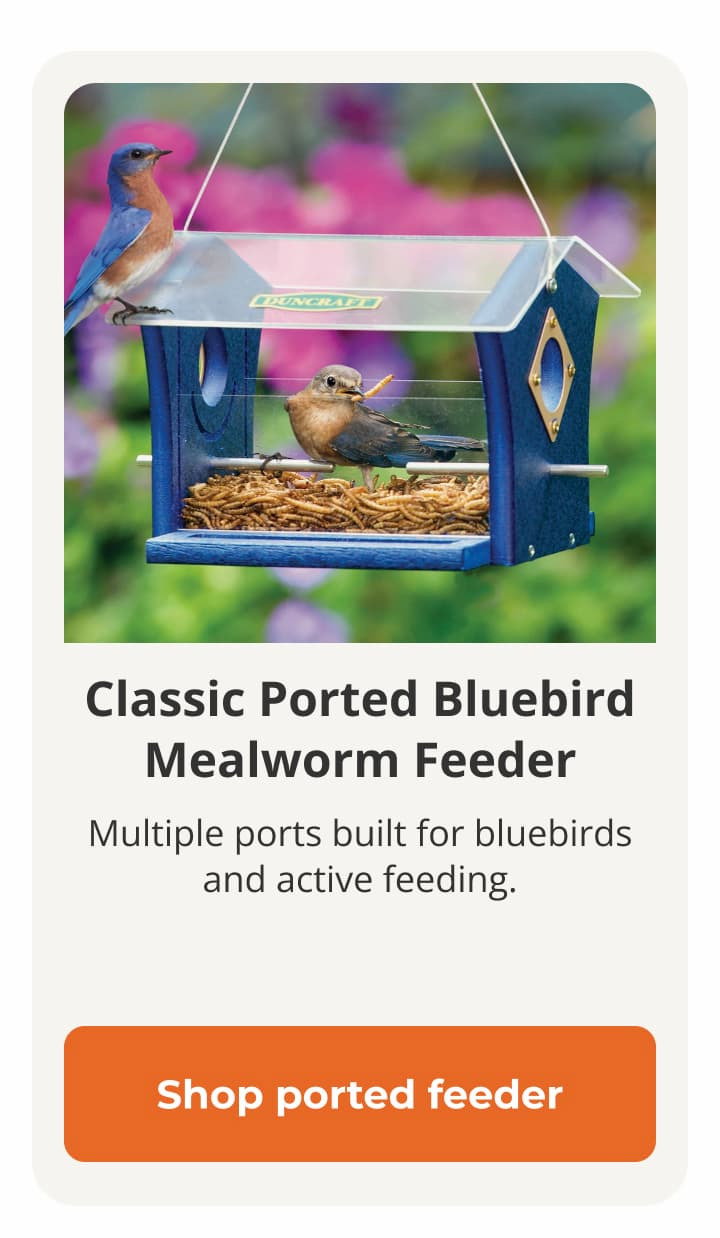  Duncraft Classic Ported Bluebird Mealworm Feeder 