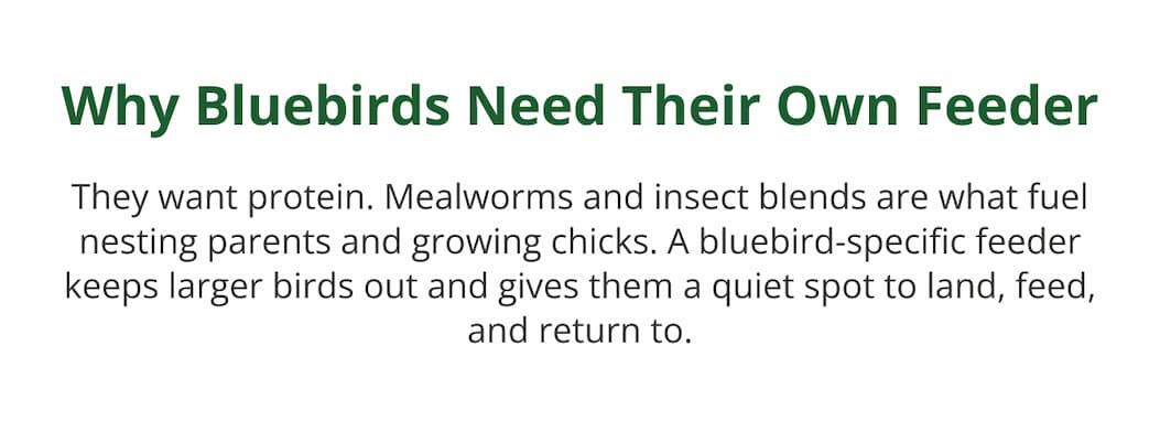 Bluebirds are picky. Here's what they want.