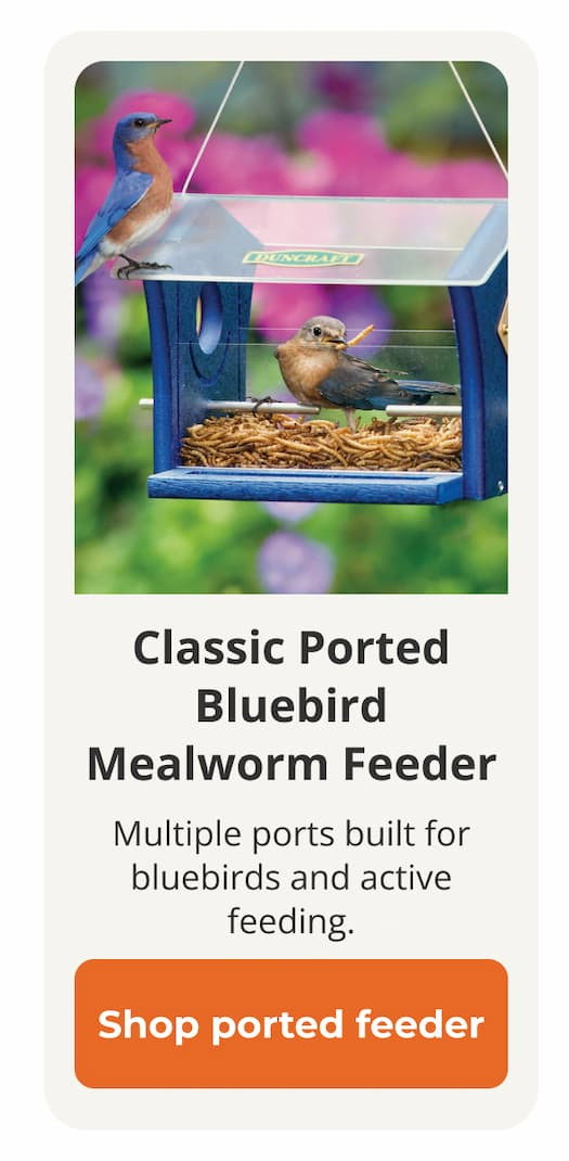  Duncraft Classic Ported Bluebird Mealworm Feeder 