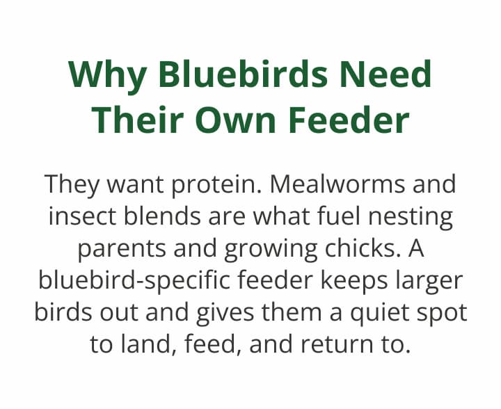 Bluebirds are picky. Here's what they want.