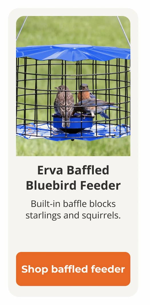  Erva Baffled Bluebird Feeder 