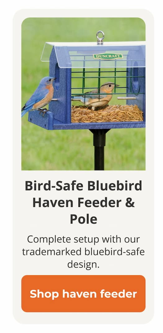  Duncraft Bird-Safe® Bluebird Haven Feeder with Pole 