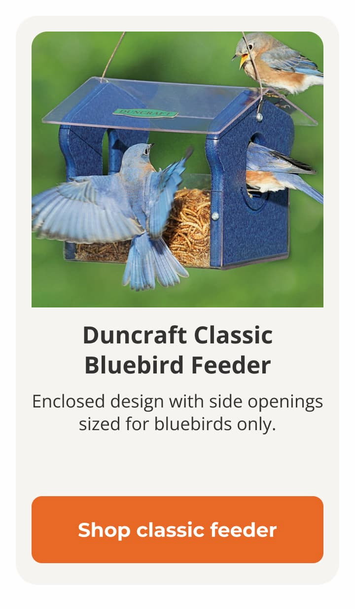  Duncraft Classic Bluebird Feeder 