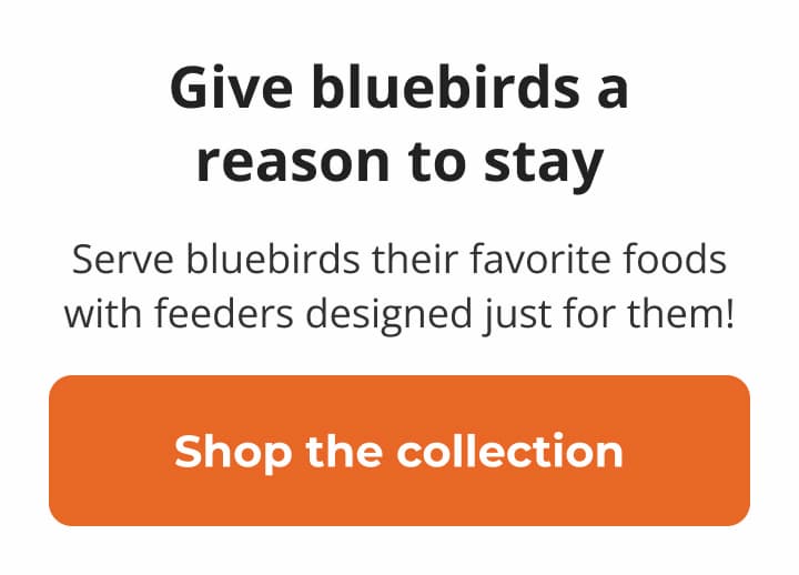 Give bluebirds a reason to stay
