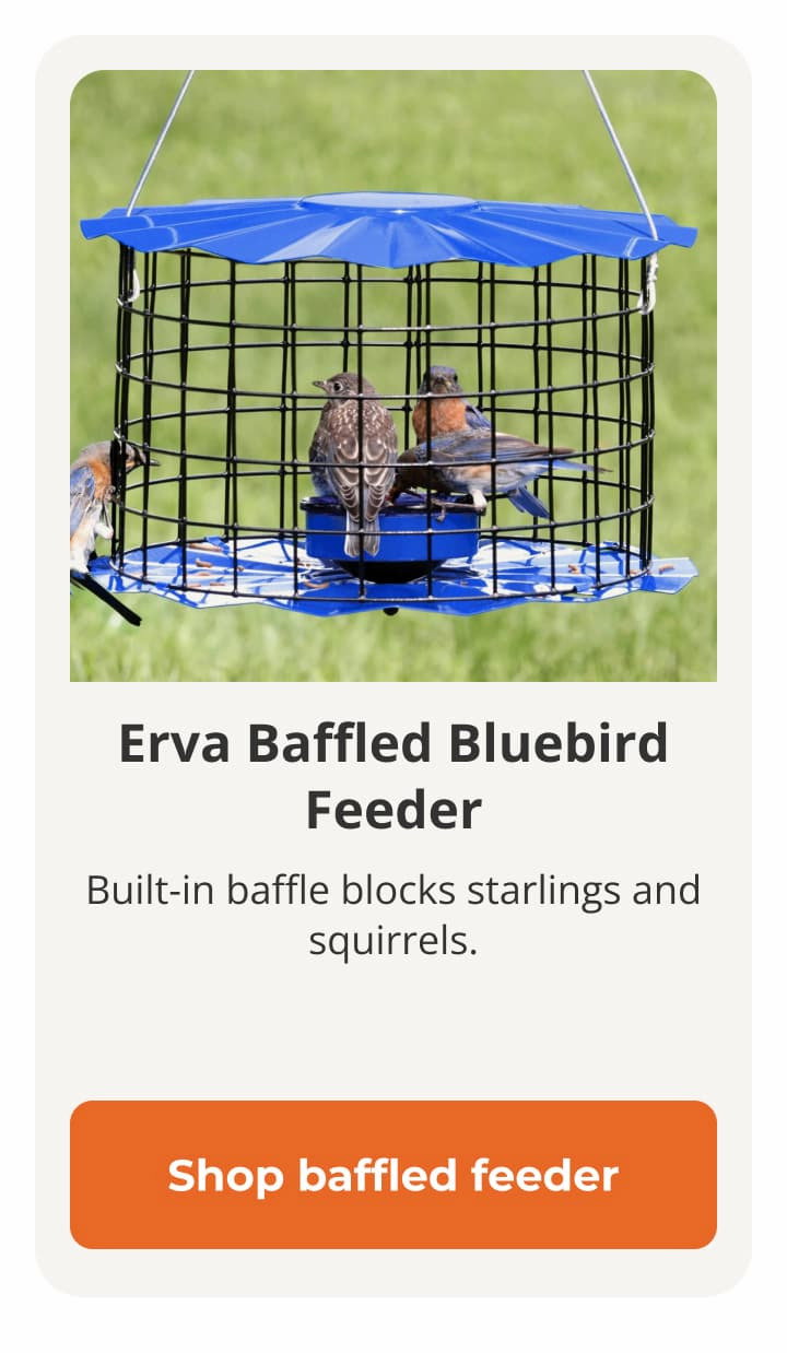  Erva Baffled Bluebird Feeder 