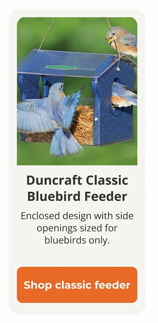  Duncraft Classic Bluebird Feeder 