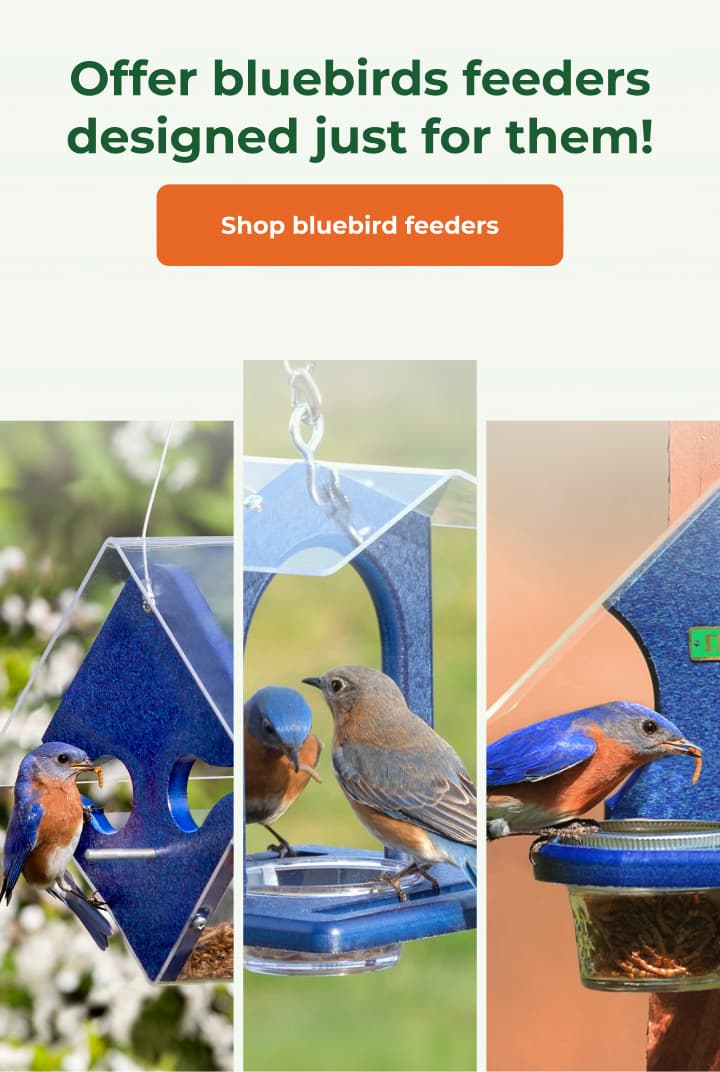 Why Bluebirds Need Their Own Feeder