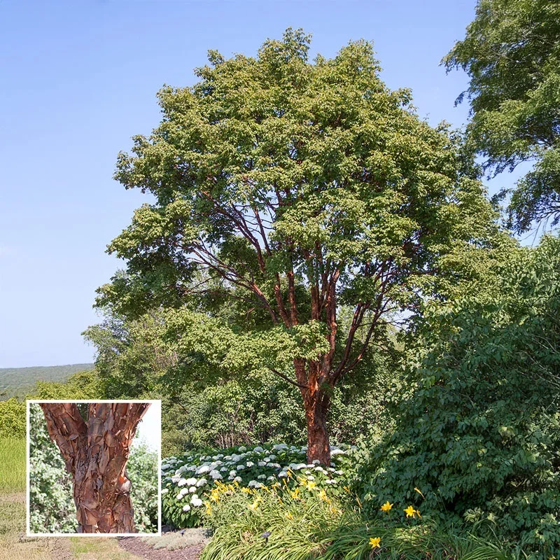 Paperbark Maple