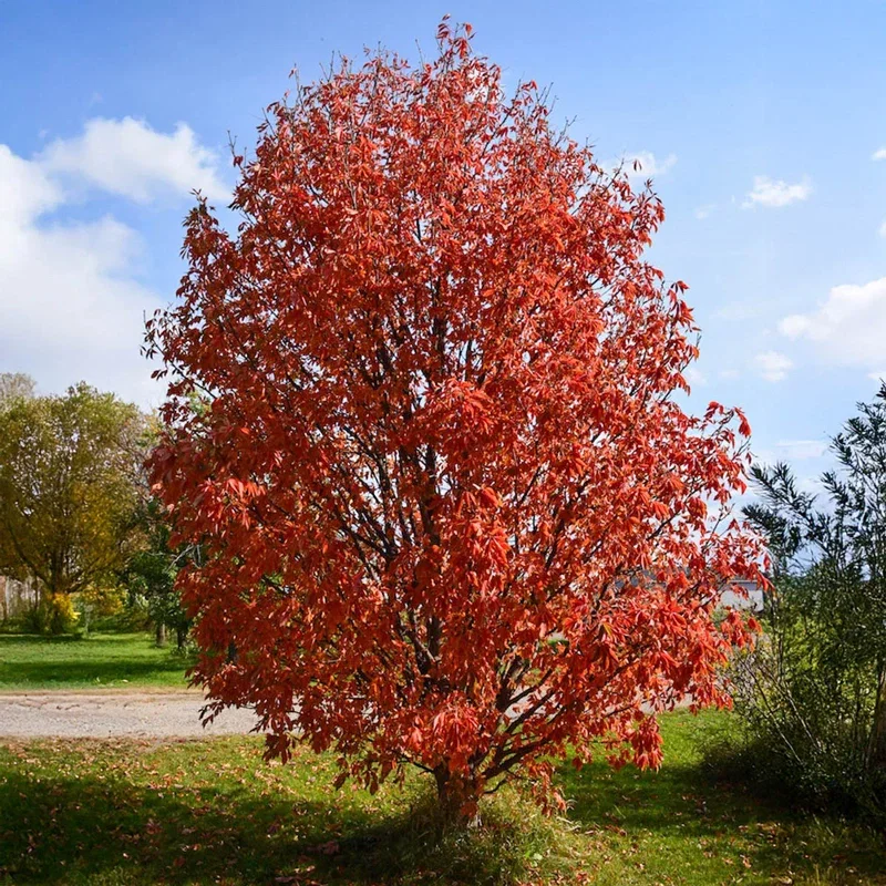 Lavaburst™ Ohio Buckeye Tree
                  