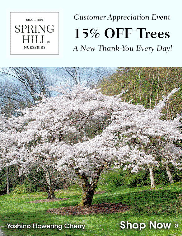 TODAY ONLY: 15% OFF Trees