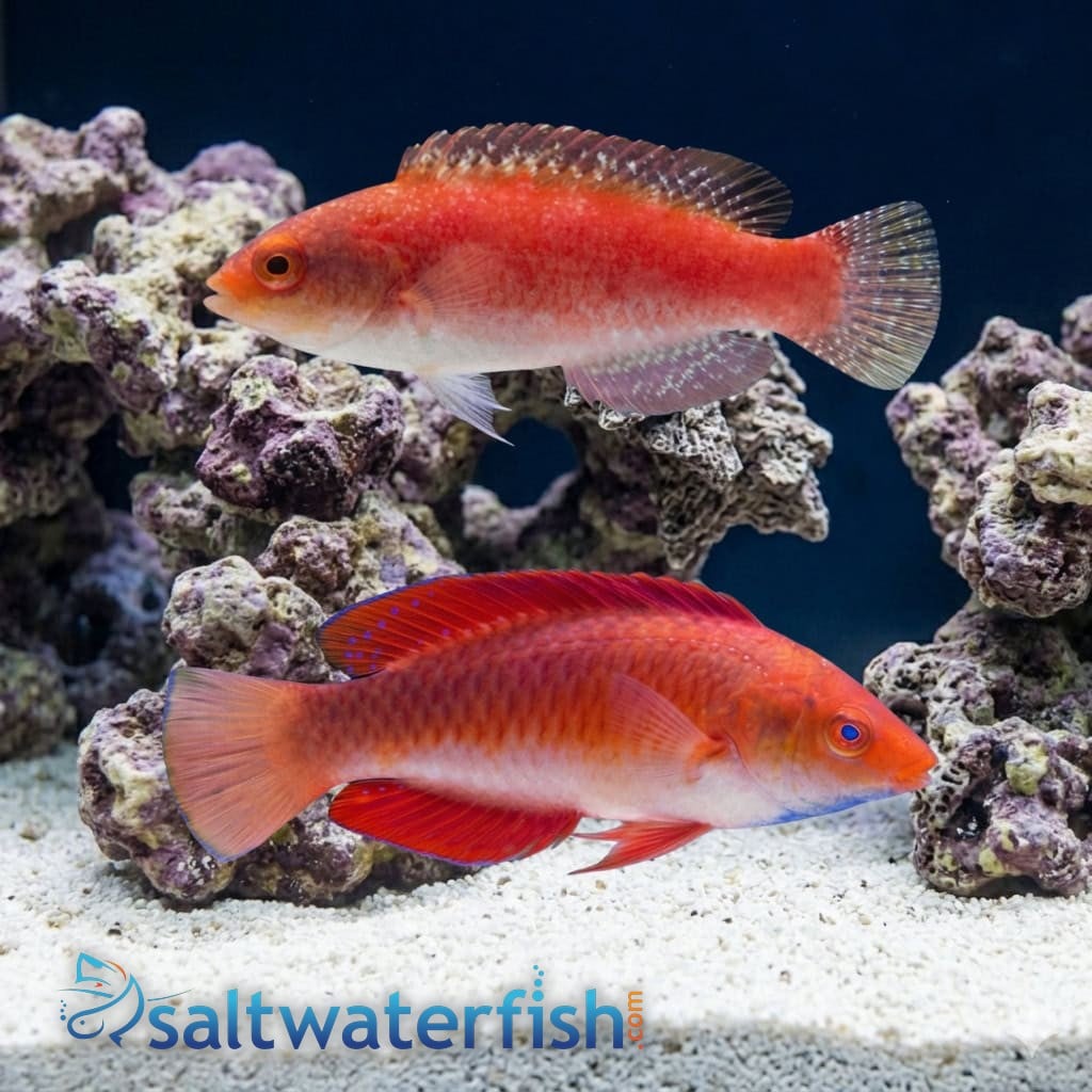 Ruby Finned Fairy Wrasse: Male