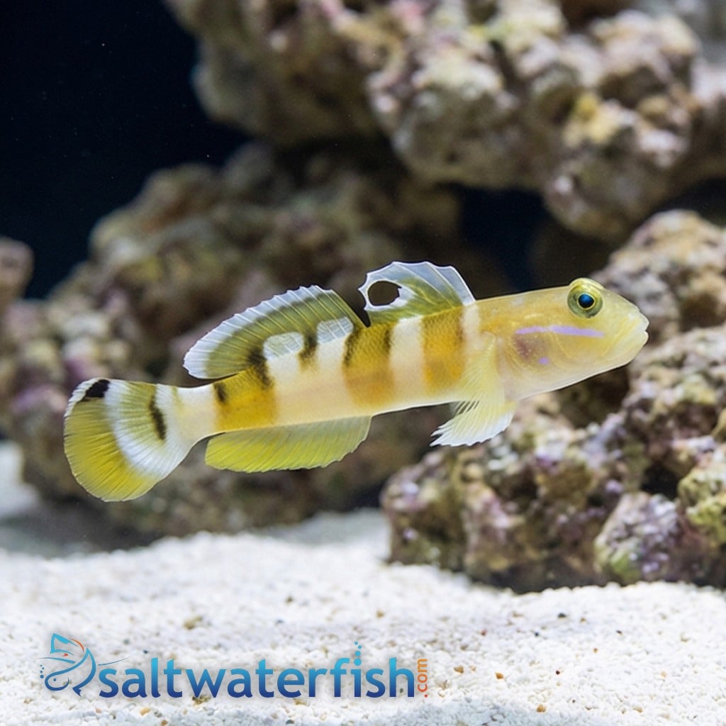 Tiger (Wardi) Goby