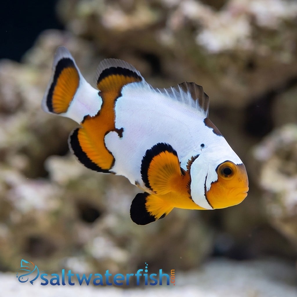 Snowflake Clownfish Premium - Captive Bred - QM Labs
