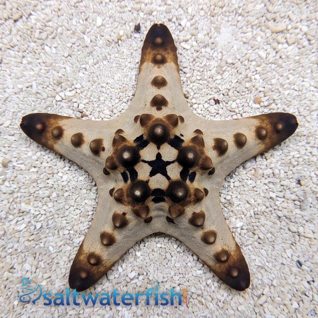 Chocolate Chip Starfish