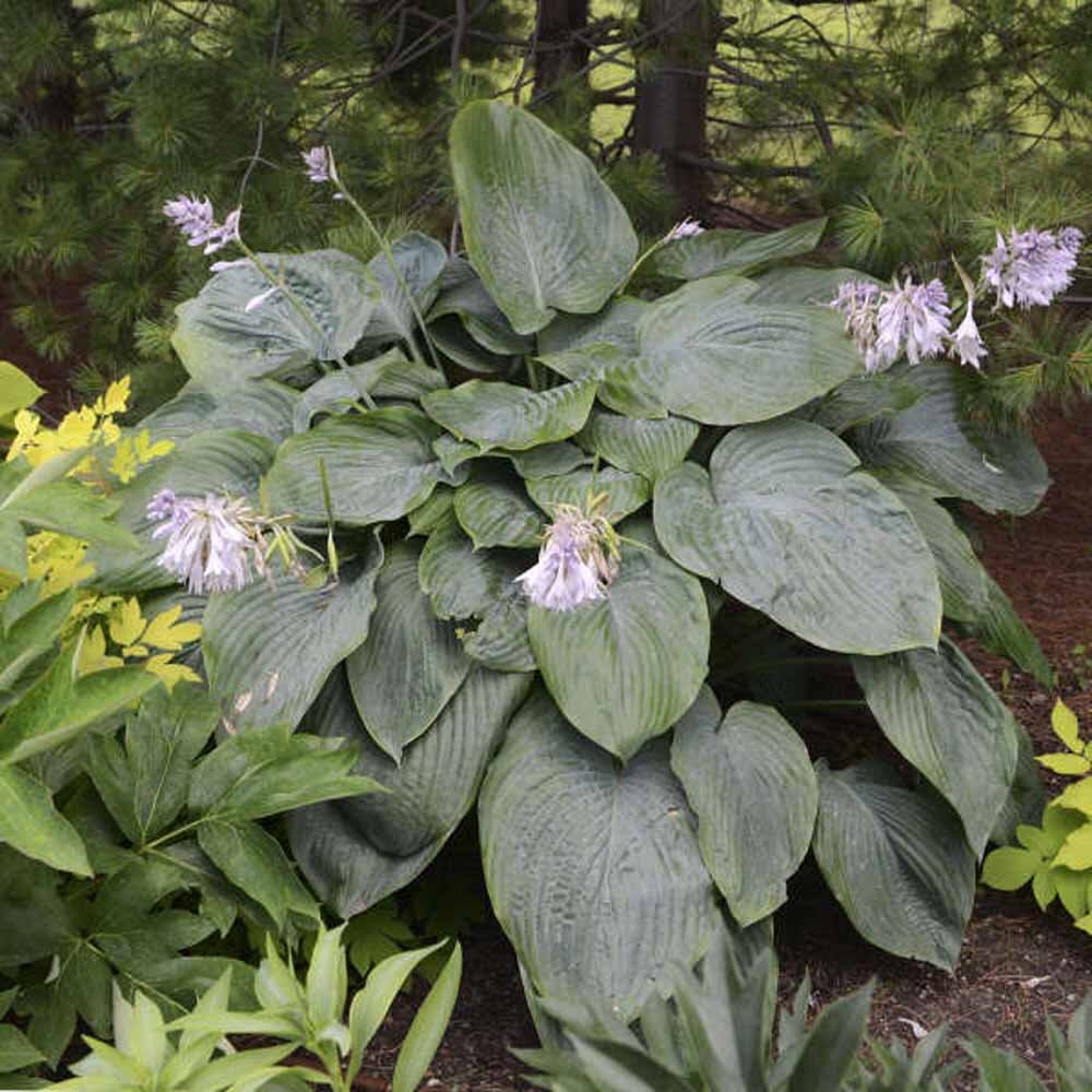 Empress Wu  Hosta
