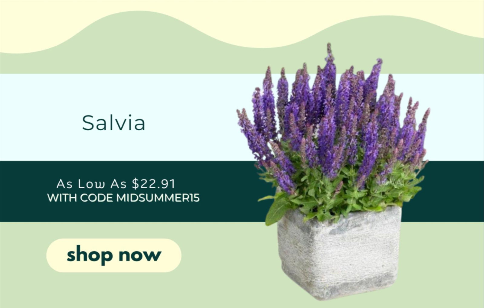 SALVIA