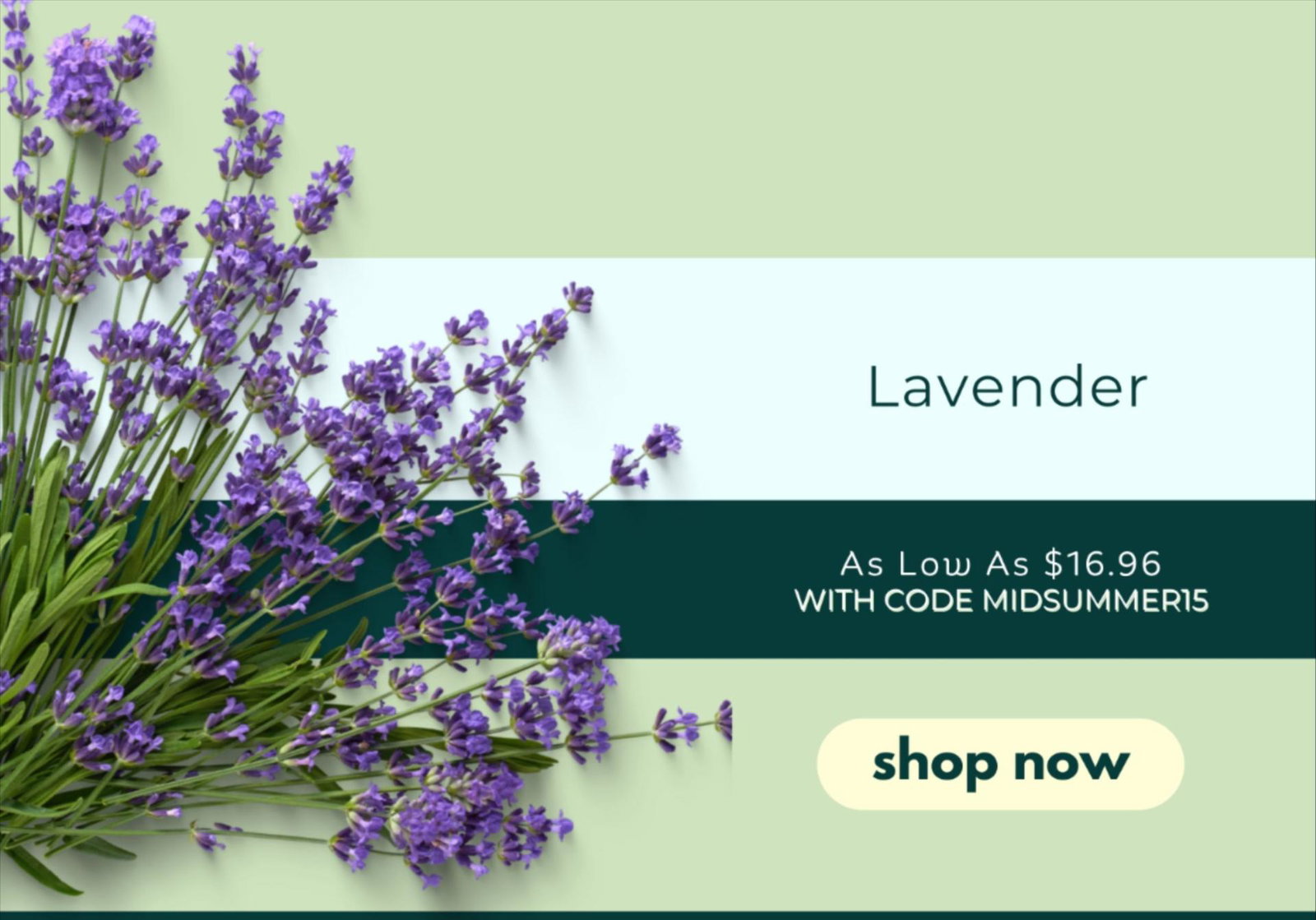 LAVENDER