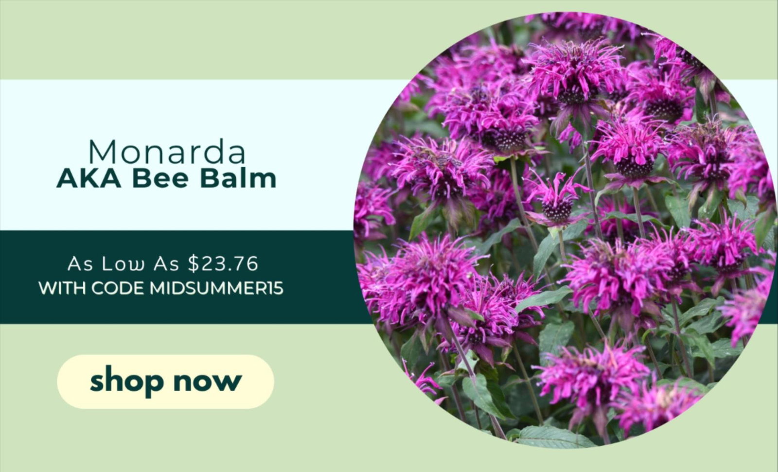 MONARDA