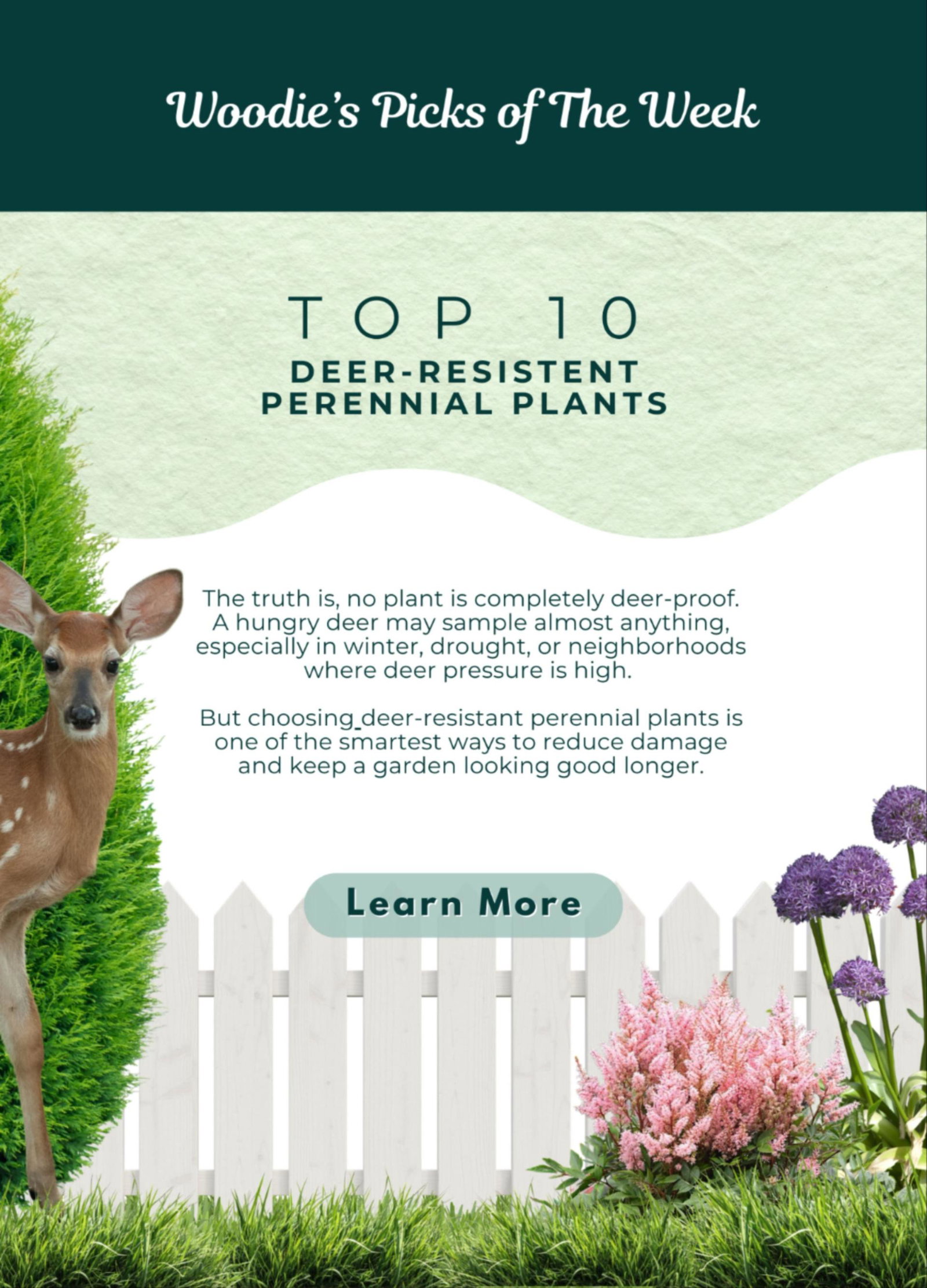 WOODIES PICKS: TOP 10 DEER-RESISTANT PERENNIALS