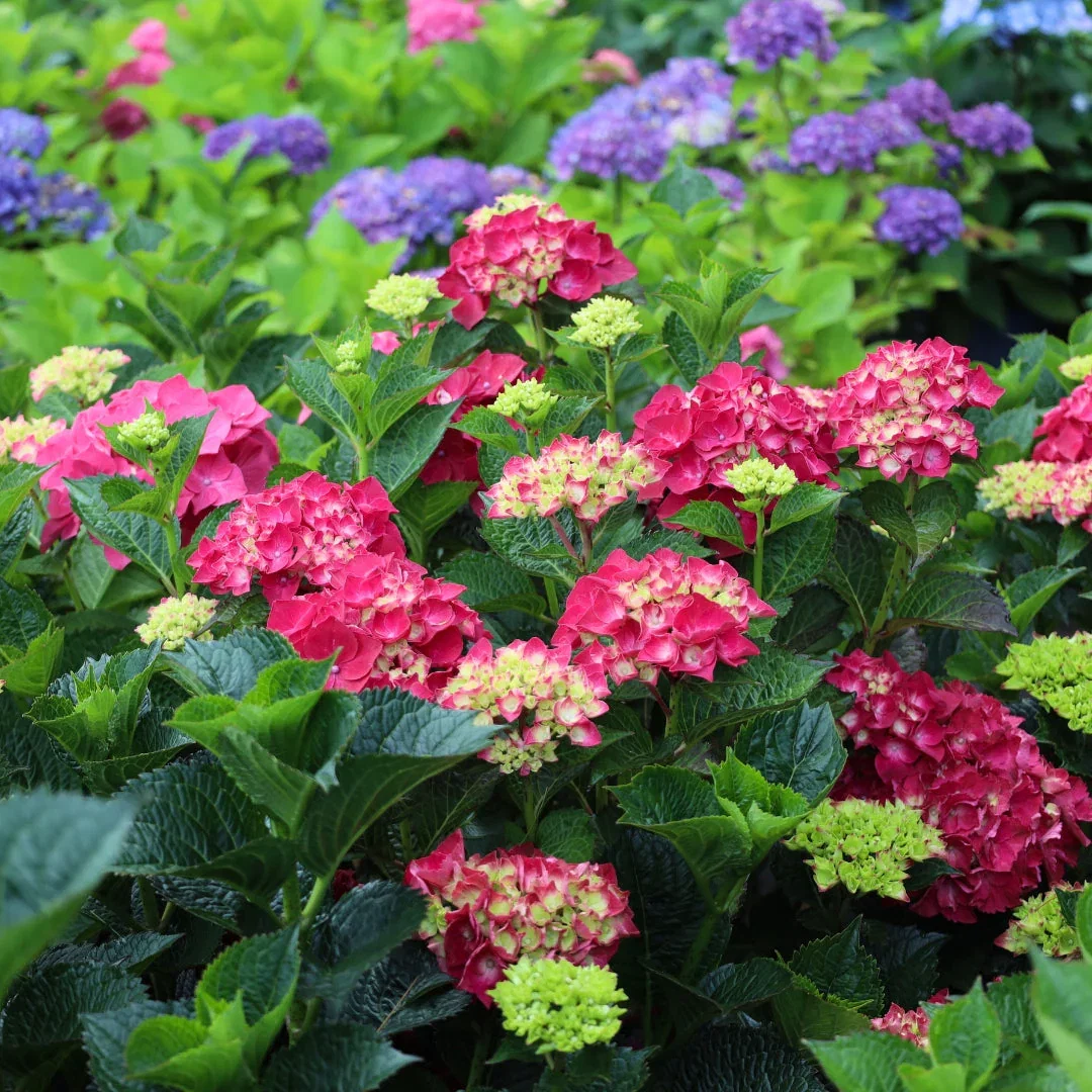 Magical® Ruby Red Hydrangea