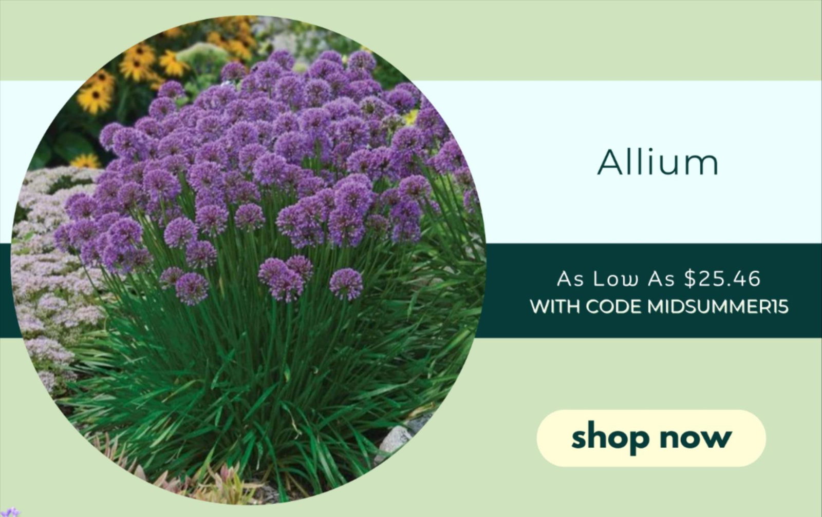 ALLIUM