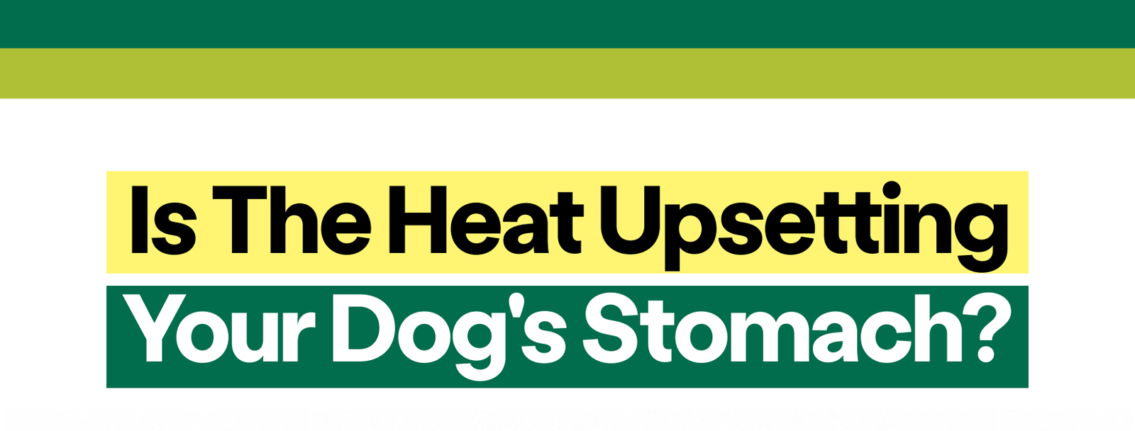 Is the Heat Upsetting Your Dog's Stomach? 
