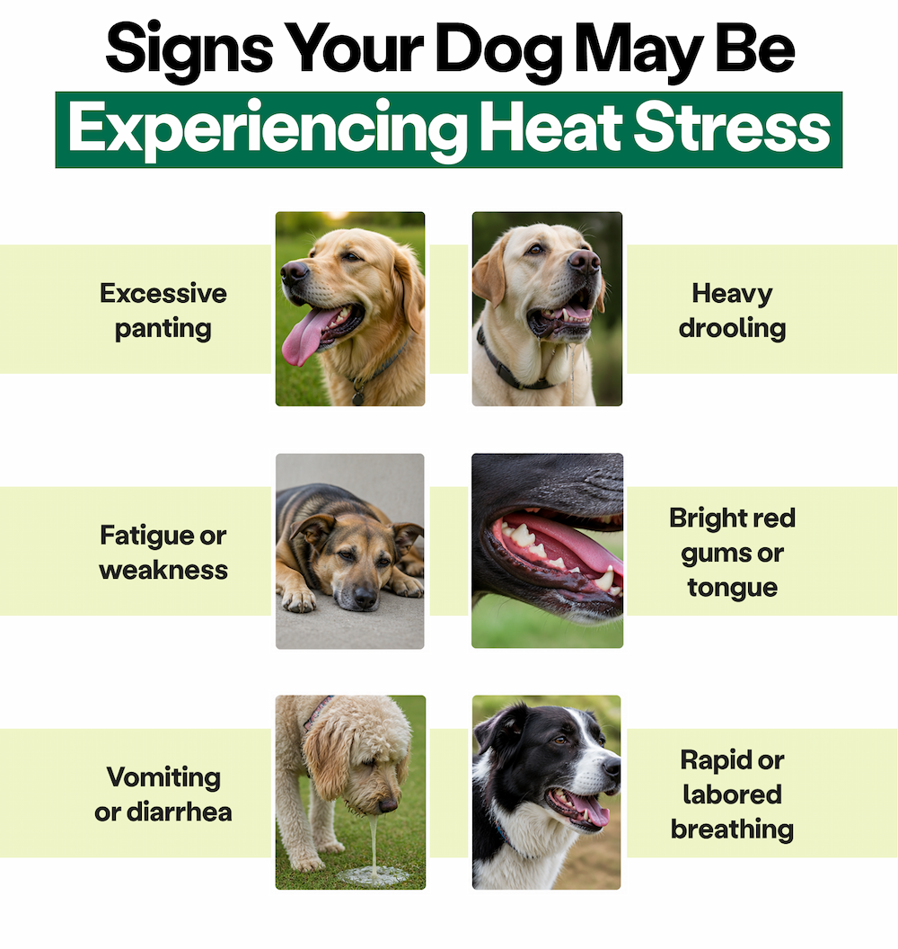 Signs Your Dog May Be Experiencing Heat Stress