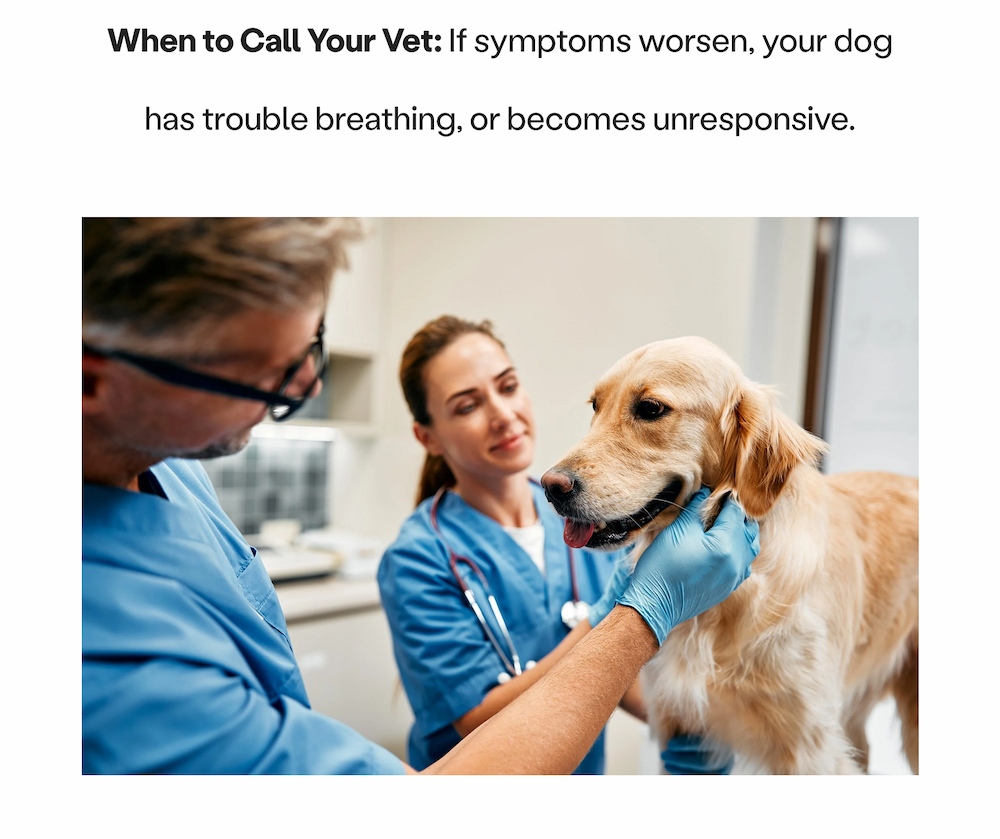 When to Call Your Vet