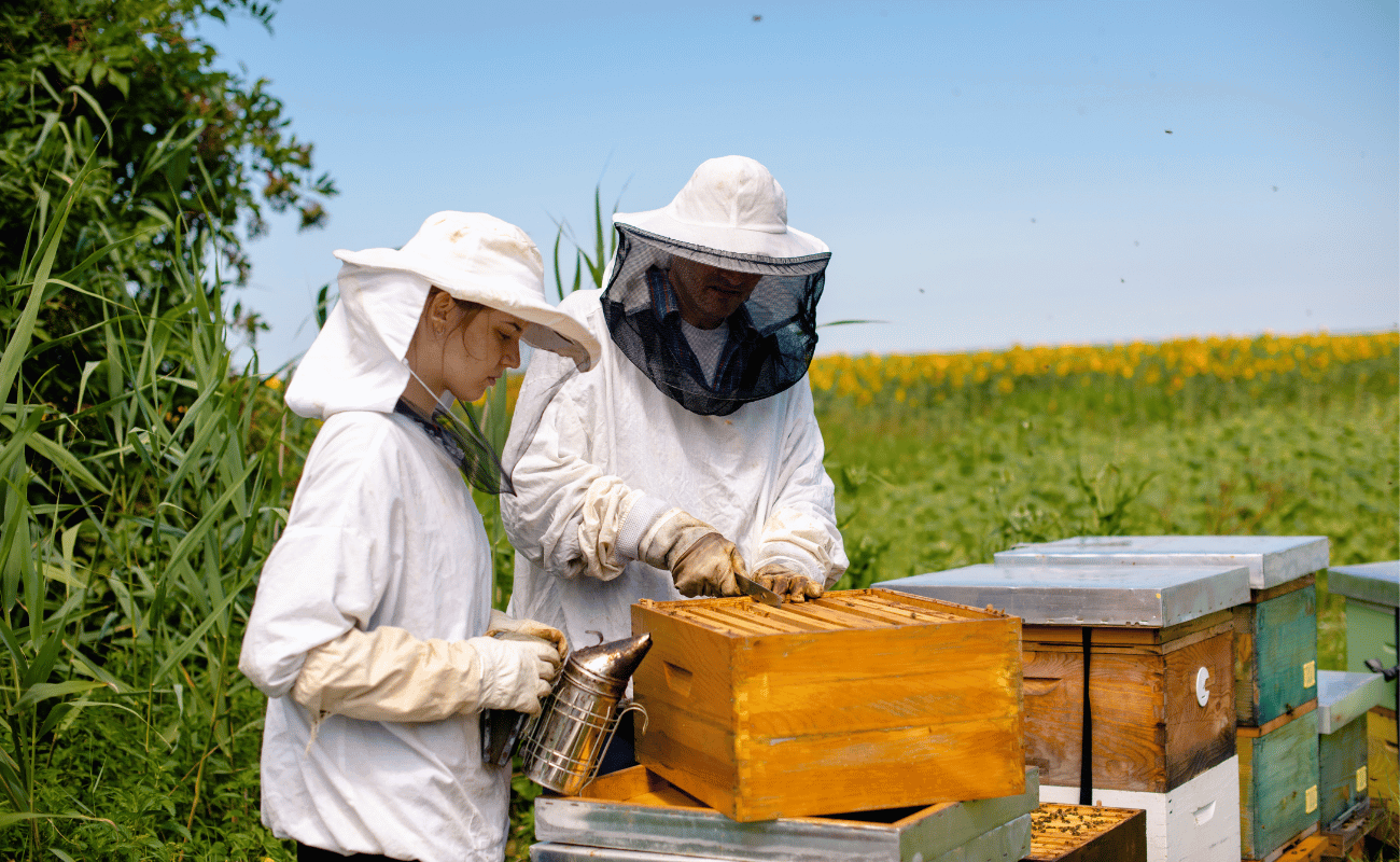 Natural Beekeeping Diploma Course image