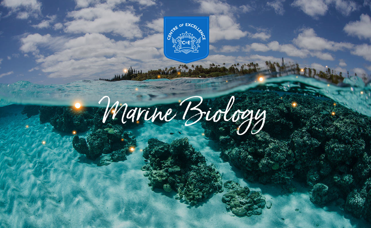 marine biology course image