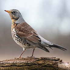 Bird Symbolism blog image